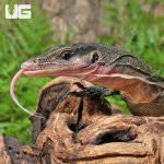 ug_Adult_Peach_Throat_Monitor_2.jpg
