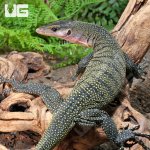 ug_Adult_Peach_Throat_Monitor_1.jpg