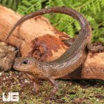 ug_Sulawesi_Water_Skink_5.jpg