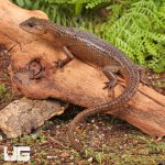 ug_Sulawesi_Water_Skink_4.jpg