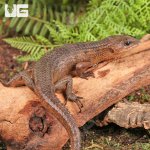 ug_Sulawesi_Water_Skink_3.jpg