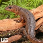 ug_Sulawesi_Water_Skink_2.jpg