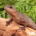 ug_Sulawesi_Water_Skink_1.jpg