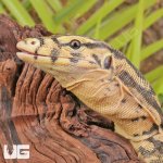 ug_Juvenile_Sumbawa_Water_Monitor_4.jpg