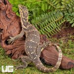 ug_Juvenile_Sumbawa_Water_Monitor_3.jpg