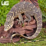 ug_Juvenile_Sumbawa_Water_Monitor_2.jpg