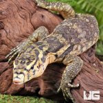 ug_Juvenile_Sumbawa_Water_Monitor_1.jpg