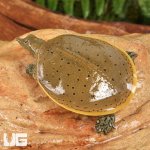 ug_baby_spiny_softshell_turtle_4.jpg