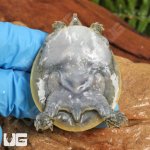 ug_baby_spiny_softshell_turtle_3.jpg