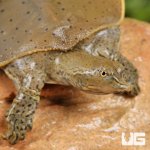 ug_baby_spiny_softshell_turtle_2.jpg