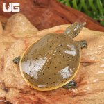 ug_baby_spiny_softshell_turtle_1.jpg