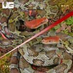 ug_Flower_Snake_Pair_4.jpg