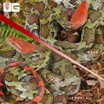 ug_Flower_Snake_Pair_3.jpg