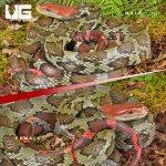 ug_Flower_Snake_Pair_2.jpg