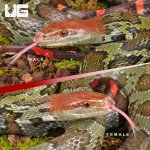 ug_Flower_Snake_Pair_1.jpg