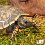 ug_Baby_Yellowfoot_Tortoise_5.jpg