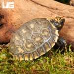ug_baby_yellowfoot_tortoise_4.jpg
