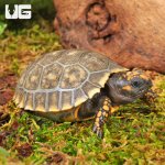 ug_baby_yellowfoot_tortoise_2.jpg