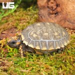 ug_baby_yellowfoot_tortoise_1.jpg