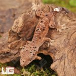 ug_Baby_Inkspot_Crested_Gecko_#1_4.jpg
