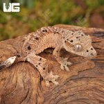 ug_Baby_Inkspot_Crested_Gecko_#1_3.jpg