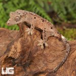 ug_Baby_Inkspot_Crested_Gecko_#1_2.jpg