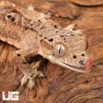 ug_Baby_Inkspot_Crested_Gecko_#1_1.jpg