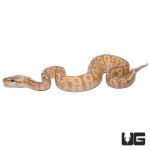 ug_baby_banana_leopard_pastel_yellowbelly_ball_python_4.jpg