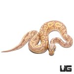 ug_baby_banana_leopard_pastel_yellowbelly_ball_python_3.jpg