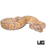 ug_baby_banana_leopard_pastel_yellowbelly_ball_python_2.jpg