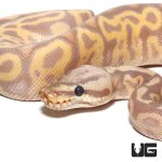 ug_baby_banana_leopard_pastel_yellowbelly_ball_python_1.jpg