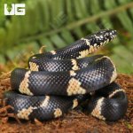 ug_Baby_Eastern_Chain_Kingsnake_4.jpg