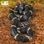 ug_Baby_Eastern_Chain_Kingsnake_3.jpg