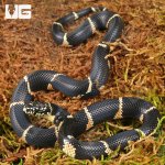 ug_Baby_Eastern_Chain_Kingsnake_2.jpg