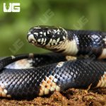 ug_Baby_Eastern_Chain_Kingsnake_1.jpg