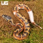 ug_Baby_Female_Scaleless_Head_Pied_Ball_Python_2.jpg