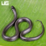 ug_Baby_Mexican_Black_Kingsnake_4.jpg