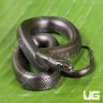 ug_Baby_Mexican_Black_Kingsnake_3.jpg