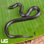 ug_Baby_Mexican_Black_Kingsnake_2.jpg