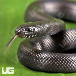 ug_Baby_Mexican_Black_Kingsnake_1.jpg