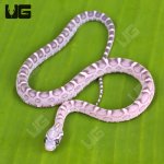 ug_Baby_Anery_Scaleless_Cornsnake_4.jpg