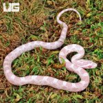 ug_Baby_Snow_Cornsnake_5.jpg