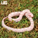 ug_Baby_Snow_Cornsnake_2.jpg