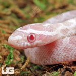 ug_Baby_Snow_Cornsnake_4.jpg