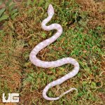 ug_Baby_Snow_Cornsnake_3.jpg