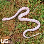 ug_Baby_Snow_Cornsnake_1.jpg