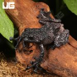 ug_Thorny_Mossy_Tree_Frog_3.jpg
