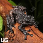 ug_Thorny_Mossy_Tree_Frog_4.jpg