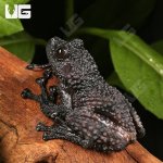 ug_Thorny_Mossy_Tree_Frog_2.jpg
