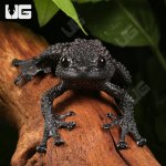 ug_Thorny_Mossy_Tree_Frog_1.jpg